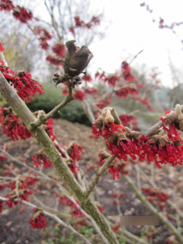 Preview: Rotblühende Zaubernuss Diane